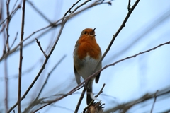 Erithacus rubecula