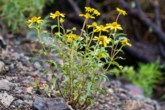 Heliopsis parvifolia