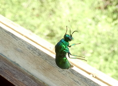 Stilbum viride