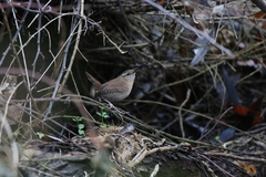 Troglodytes troglodytes