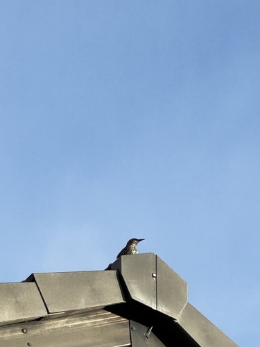 European Starling