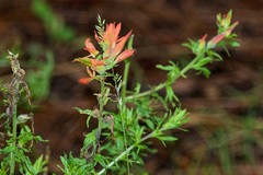 Castilleja patriotica