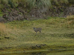 Odocoileus virginianus ustus