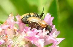 Labidostomis longimana
