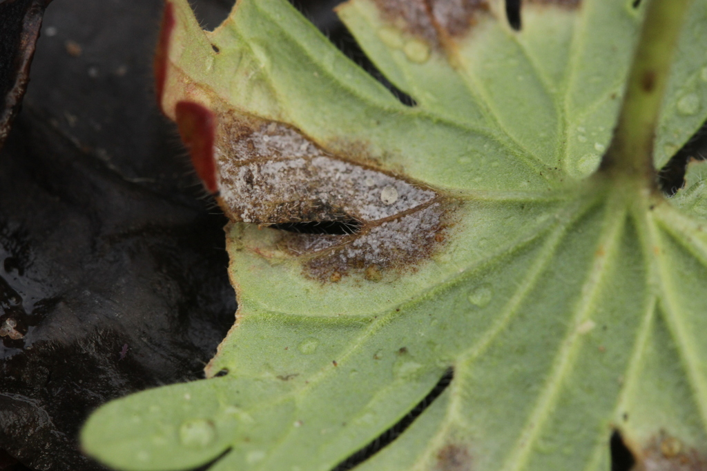 Ramularia geranii