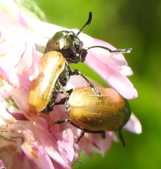 Labidostomis longimana