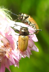 Labidostomis longimana