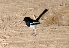 Copsychus albospecularis