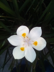 Dietes