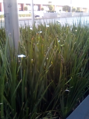 Dietes