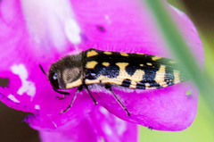 Acmaeodera solitaria