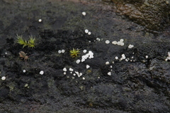 Polydesmia pruinosa