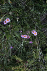 Erigeron caucasicus venustus