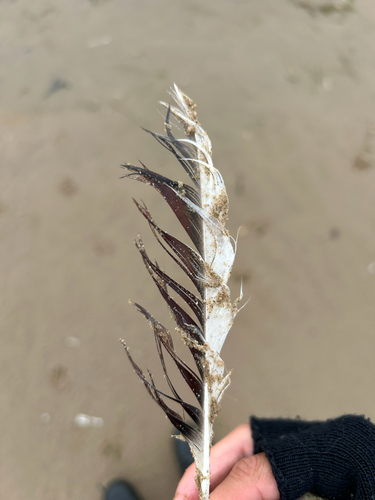 Plume de Tadorne de Belon