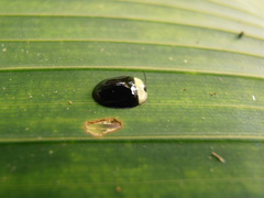 Imatidium thoracicum