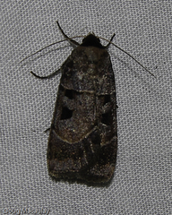 Agnorisma bugrai