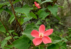 Hibiscus bojerianus