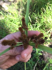Cyperus ligularis image