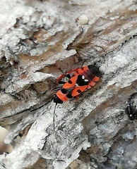 Horvathiolus guttatus