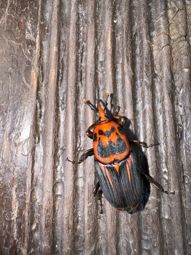 Red Palm Weevil