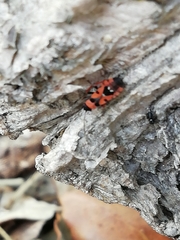 Horvathiolus guttatus