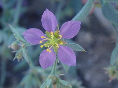 Fagonia villosa