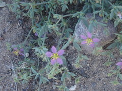 Fagonia villosa