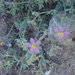 Fagonia villosa - Photo (c) Sophia Winitsky, μερικά δικαιώματα διατηρούνται (CC BY-NC), uploaded by Sophia Winitsky