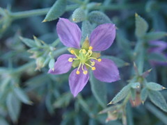 Fagonia villosa