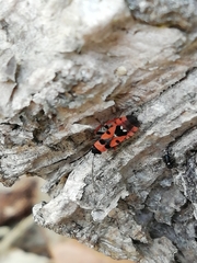 Horvathiolus guttatus