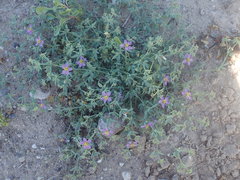 Fagonia villosa