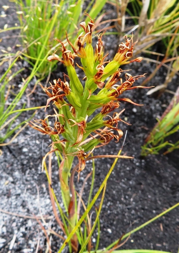Image of Pachites bodkinii by (c) linkie, some rights reserved (CC BY)