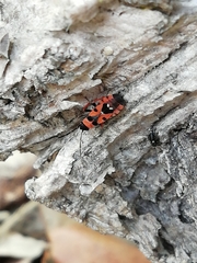 Horvathiolus guttatus
