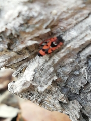 Horvathiolus guttatus