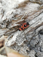 Horvathiolus guttatus