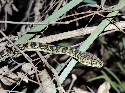 Coastal Carpet Python sighting