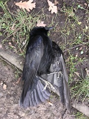 Corvus corone