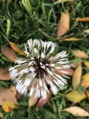 Taraxacum