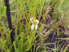 Eulophia aculeata