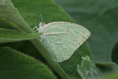 Mottled Emigrant photo 3
