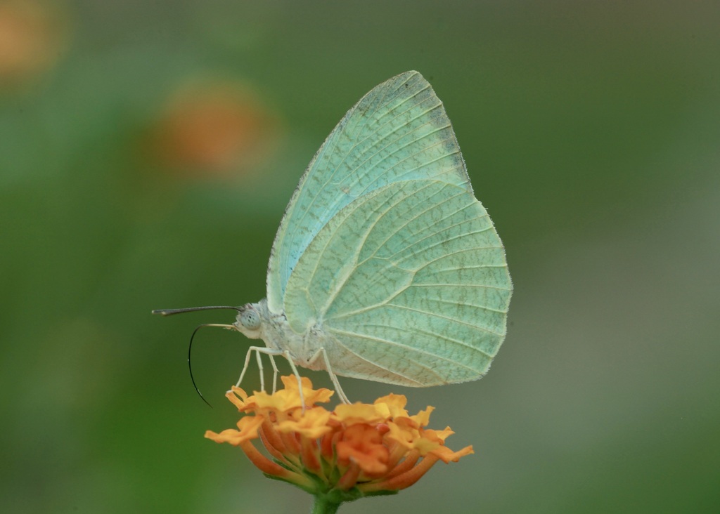 Mottled Emigrant