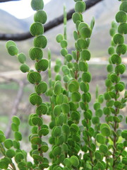 Cliffortia pulchella