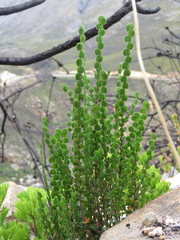 Cliffortia pulchella