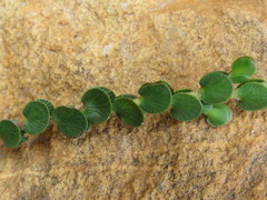 Cliffortia pulchella