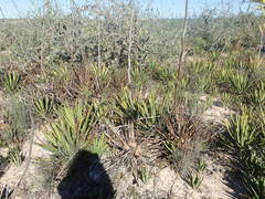 Agave datylio