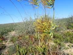 Agave datylio