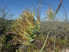 Agave datylio