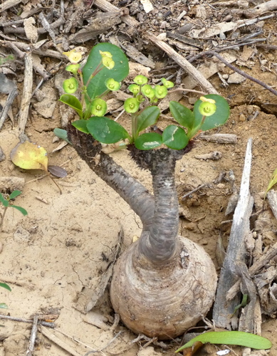 Euphorbia ramena