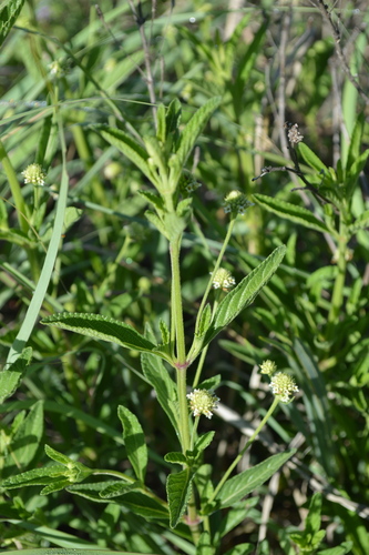 Rehmann-Lippia (Lippia rehmannii)