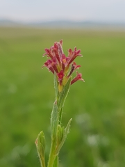 Gnidia gymnostachya